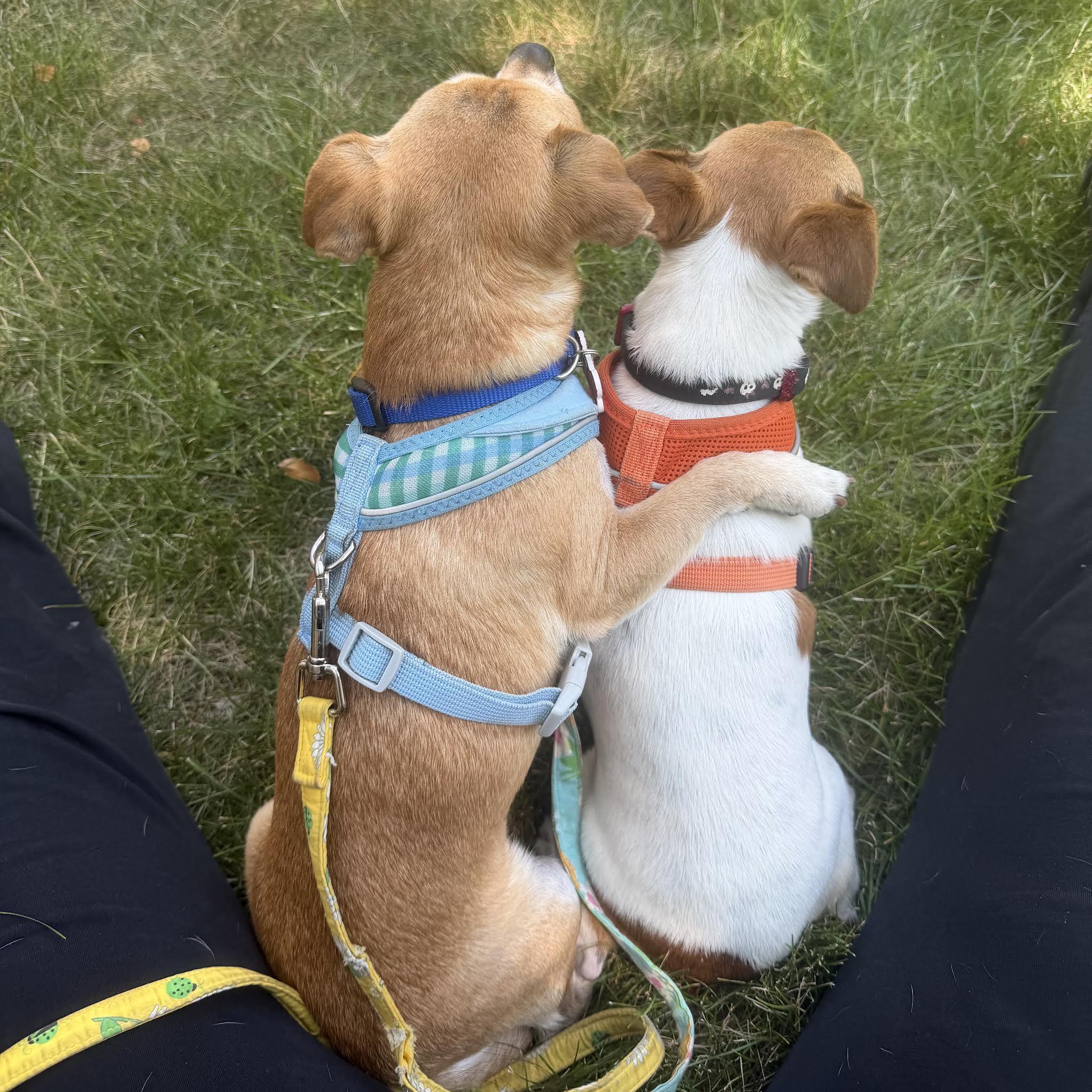 Enlarge Tia & Tito, a ADOPTABLE mixed breed in Boulder, CO image 3/6