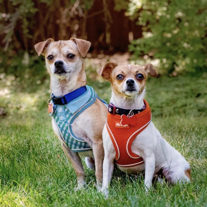 Tia & Tito, ADOPTABLE, Young Male Chihuahua & Jack Russell Terrier.