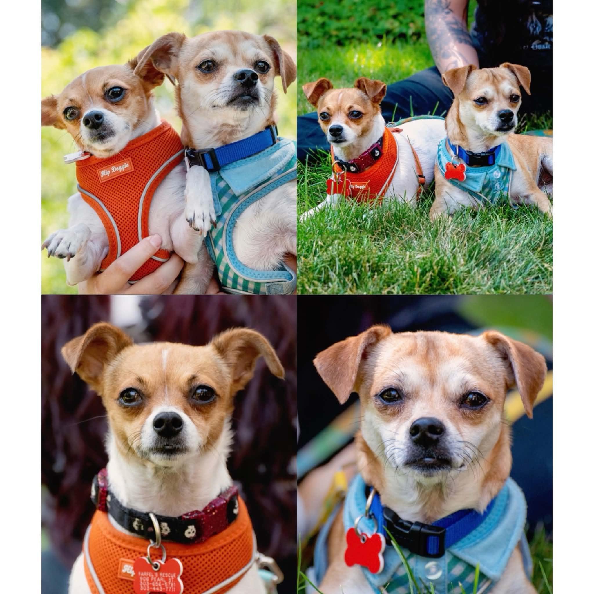 Enlarge Tia & Tito, a ADOPTABLE mixed breed in Boulder, CO image 6/6