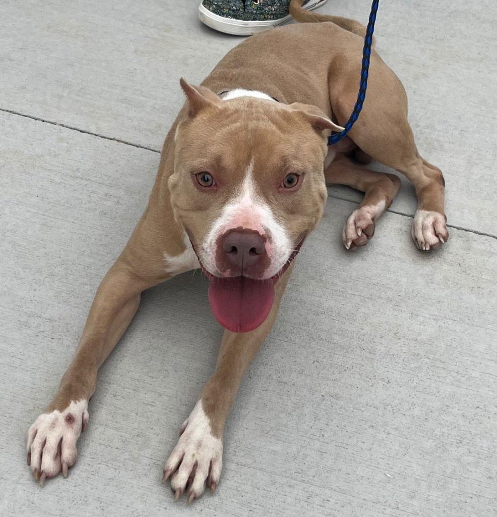 Enlarge 26-44 Beckham, a Adoptable Pit Bull Terrier in Tarboro, NC image 1/3