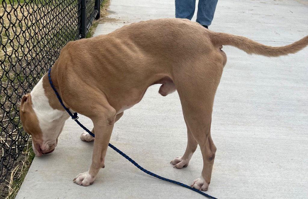 Enlarge 26-44 Beckham, a Adoptable Pit Bull Terrier in Tarboro, NC image 2/3