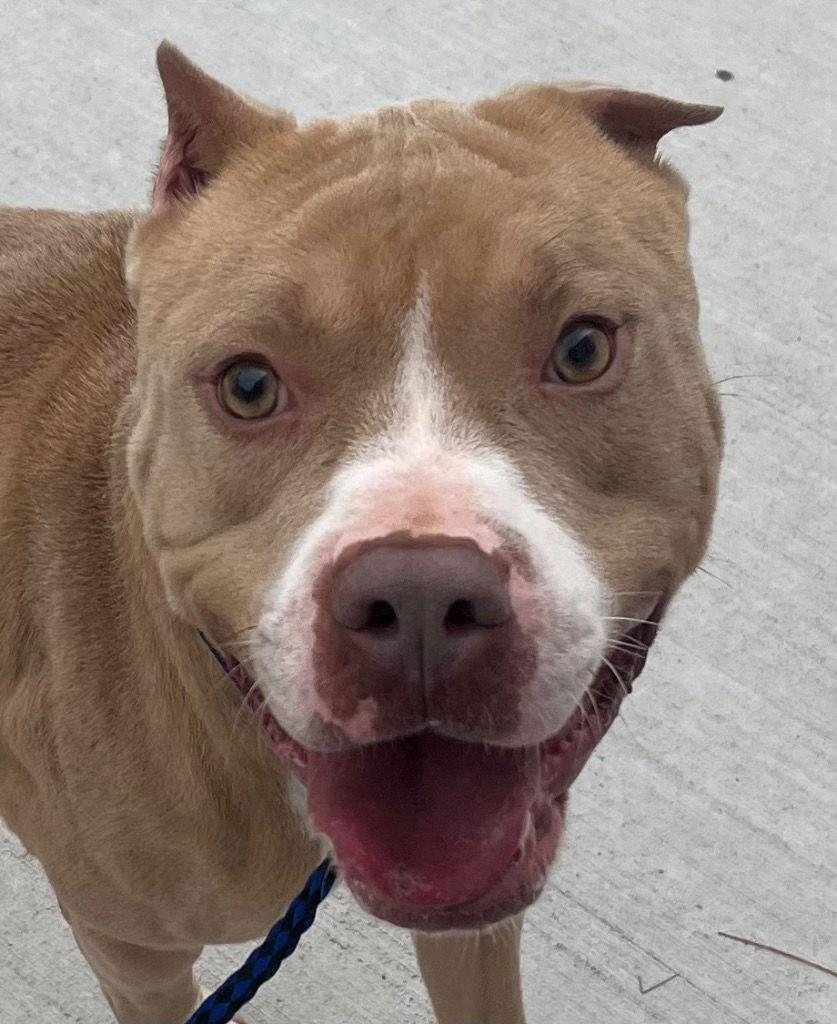 Enlarge 26-44 Beckham, a Adoptable Pit Bull Terrier in Tarboro, NC image 3/3