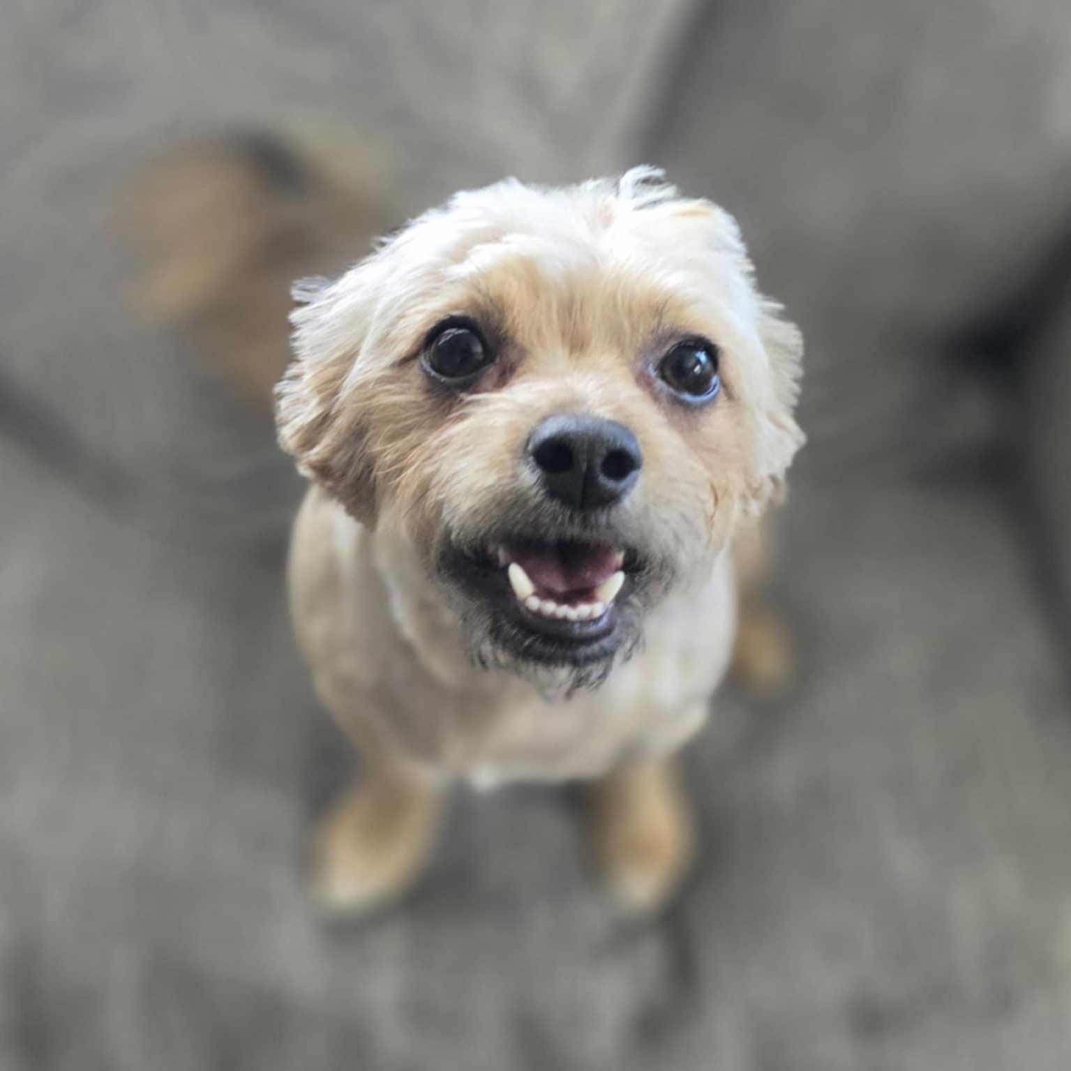 Pip