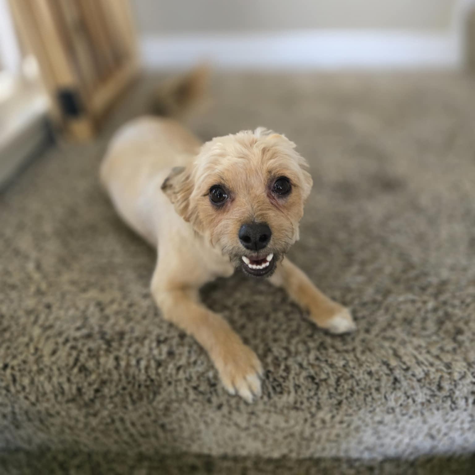 Pip