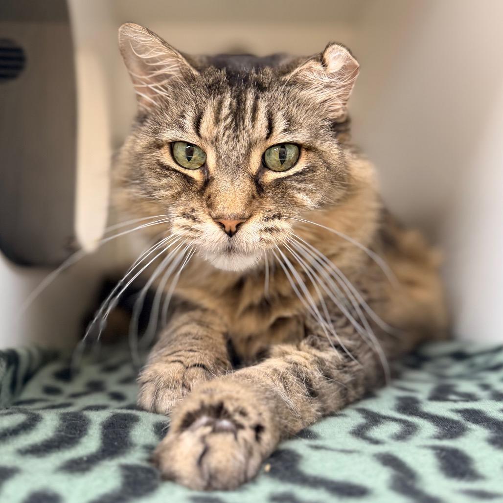 Dixie, a Adoptable Domestic Long Hair in Champaign, IL image 1/2