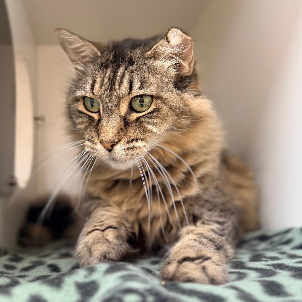 Dixie, a Adoptable Domestic Long Hair in Champaign, IL image 2/2