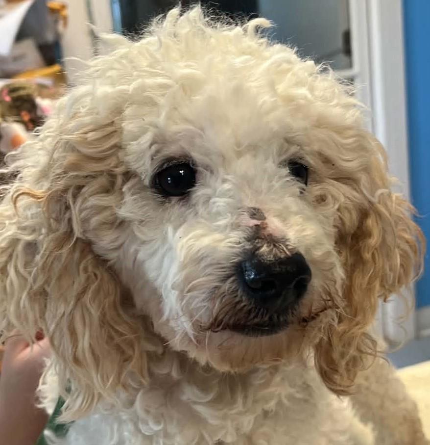 Waylon Jennings, adopted, Adult Male Poodle (Toy).