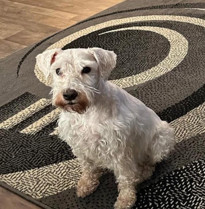 Brooklyn, Senior Female Miniature Schnauzer