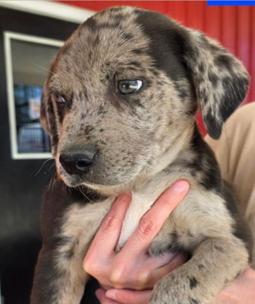 Stamps, adopted, Puppy Male Mixed Breed.