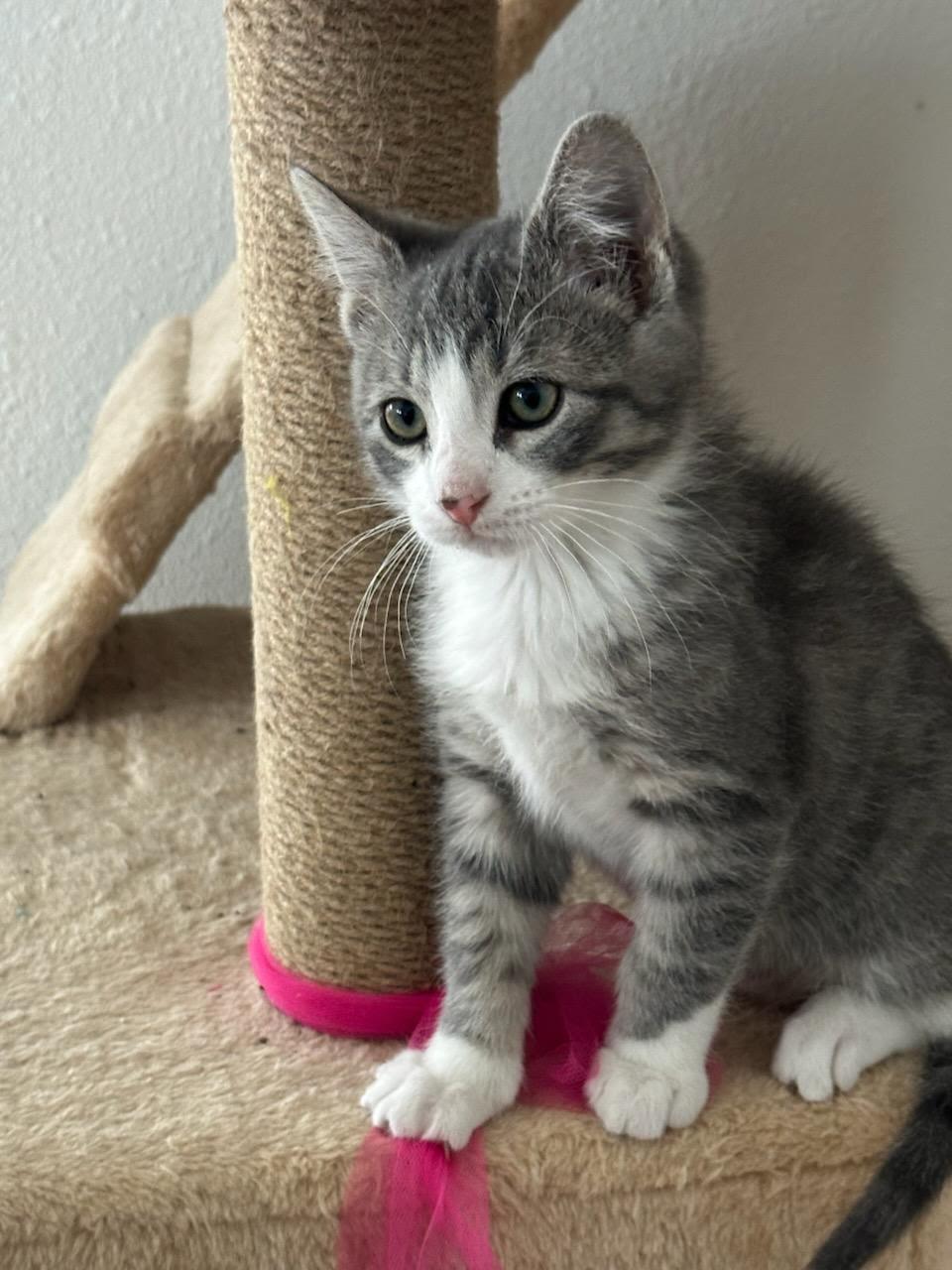 Enlarge Scarlett, an adopted Domestic Short Hair in Valley City, ND image 2/2