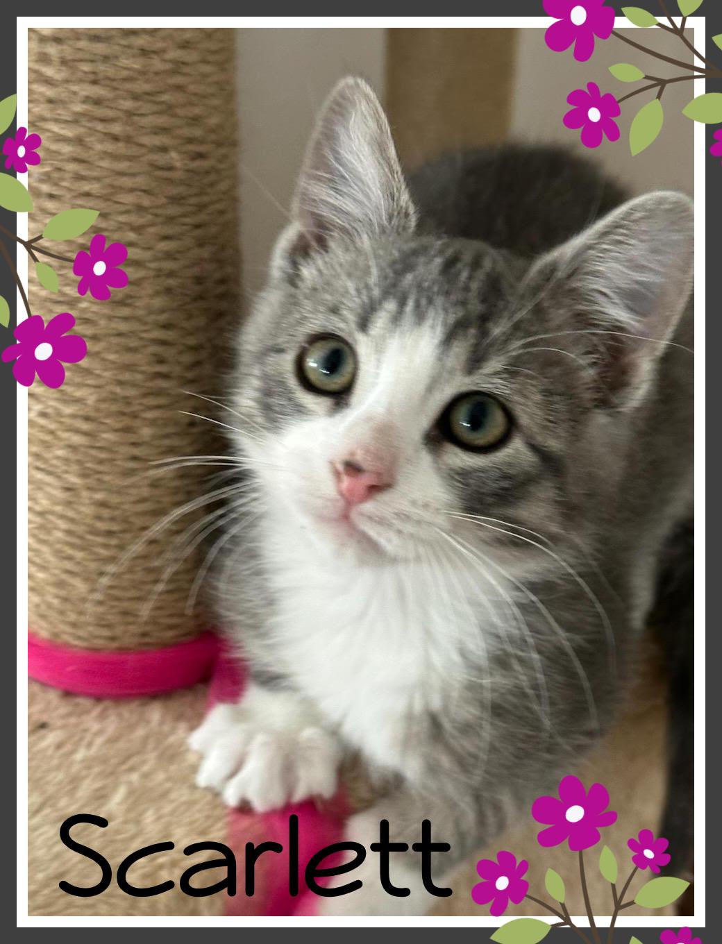 Scarlett, adopted, Kitten Female Domestic Short Hair.