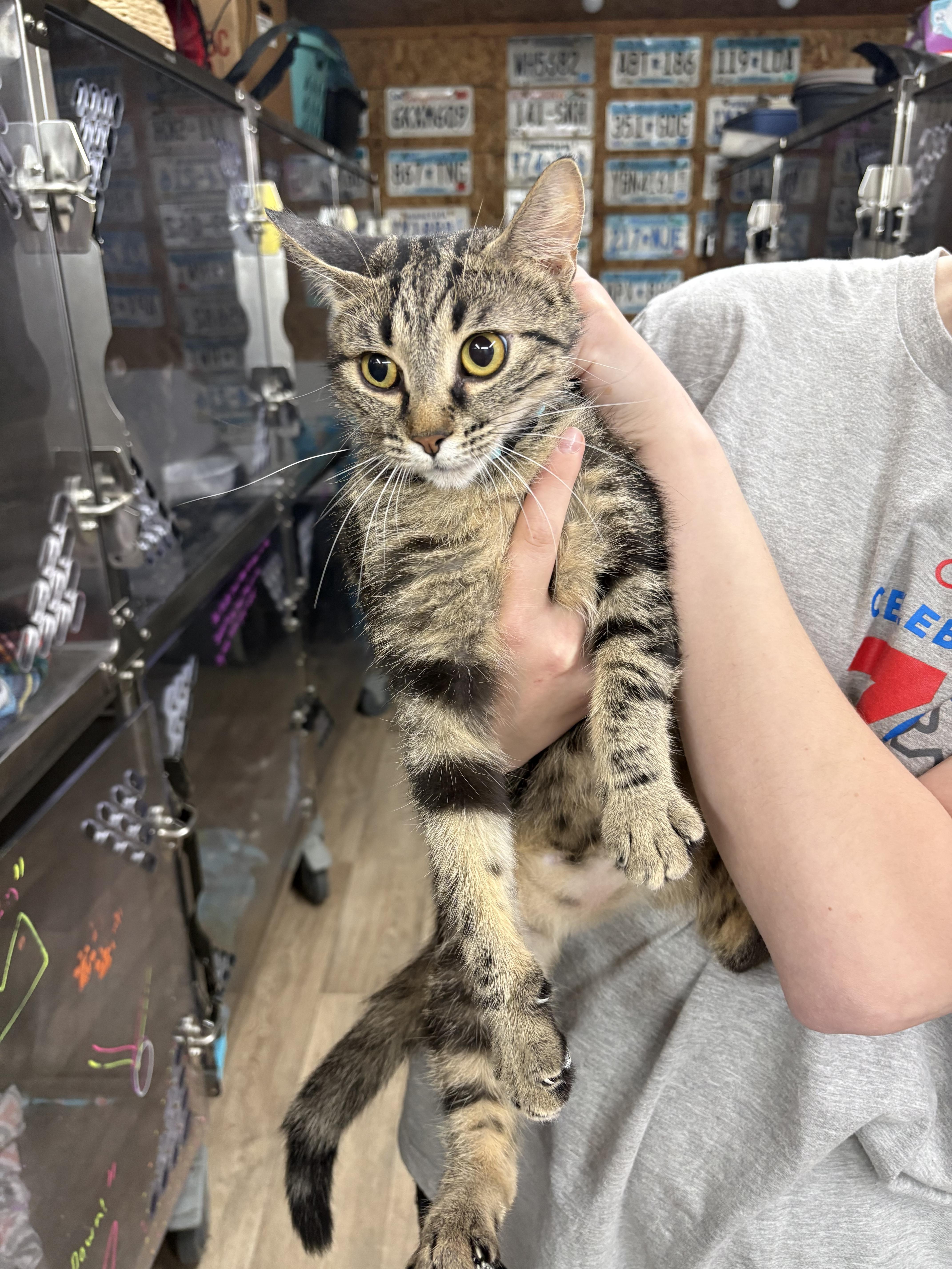 Taz, Young Female unknown