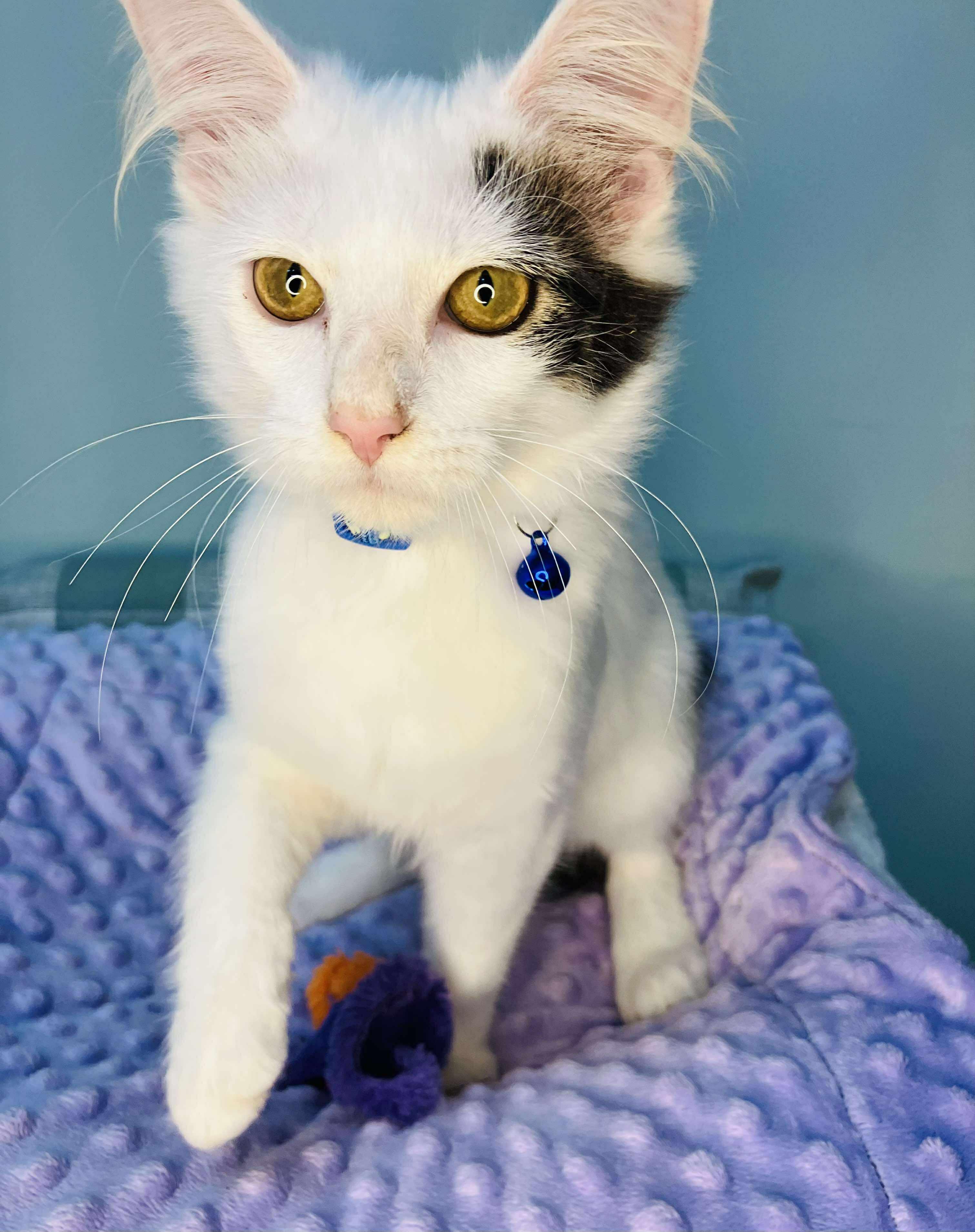 Randy - affectionate and playful