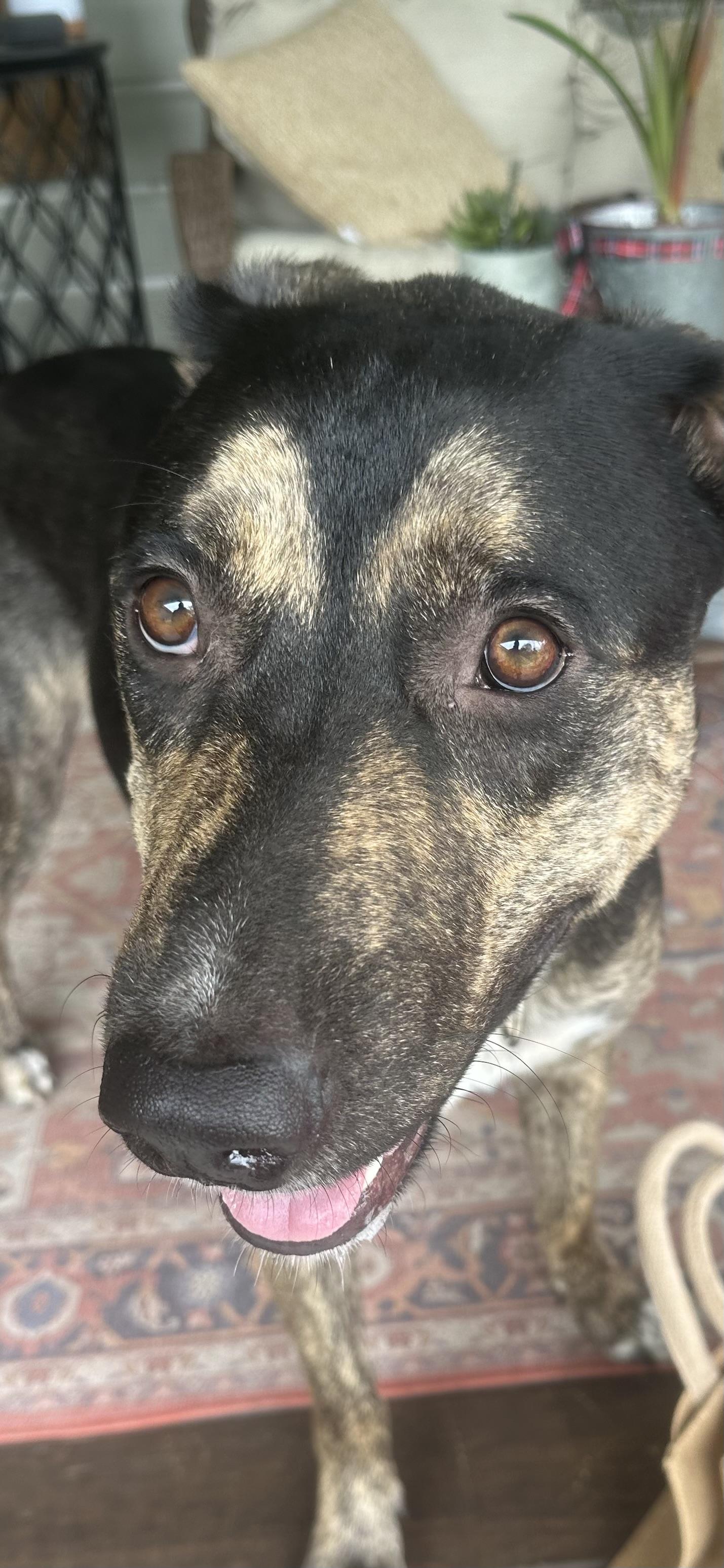 Enlarge Sasha, a Adoptable mixed breed in Davenport, IA image 2/6