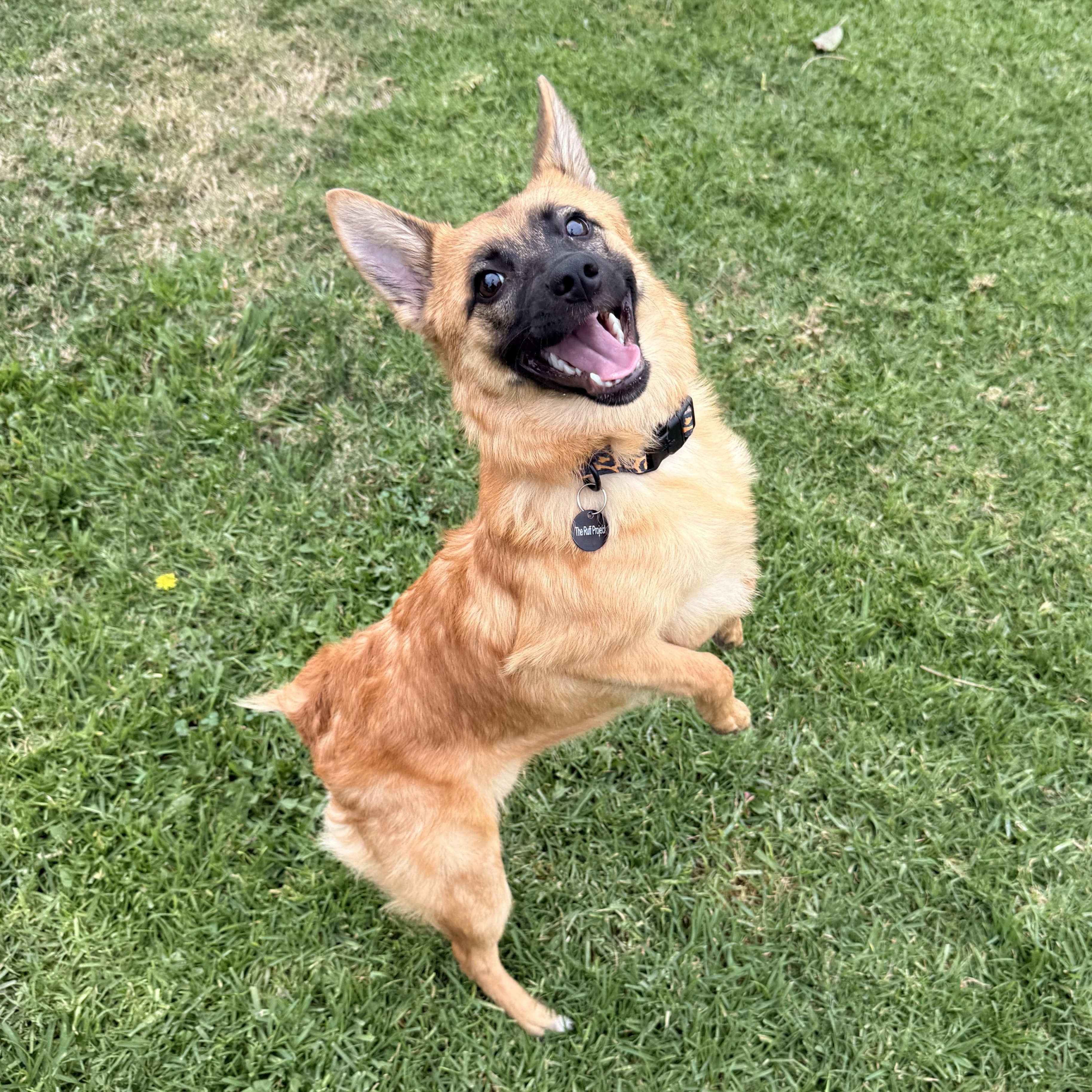 Enlarge Chili , a Adoptable mixed breed in Torrance, CA image 3/6