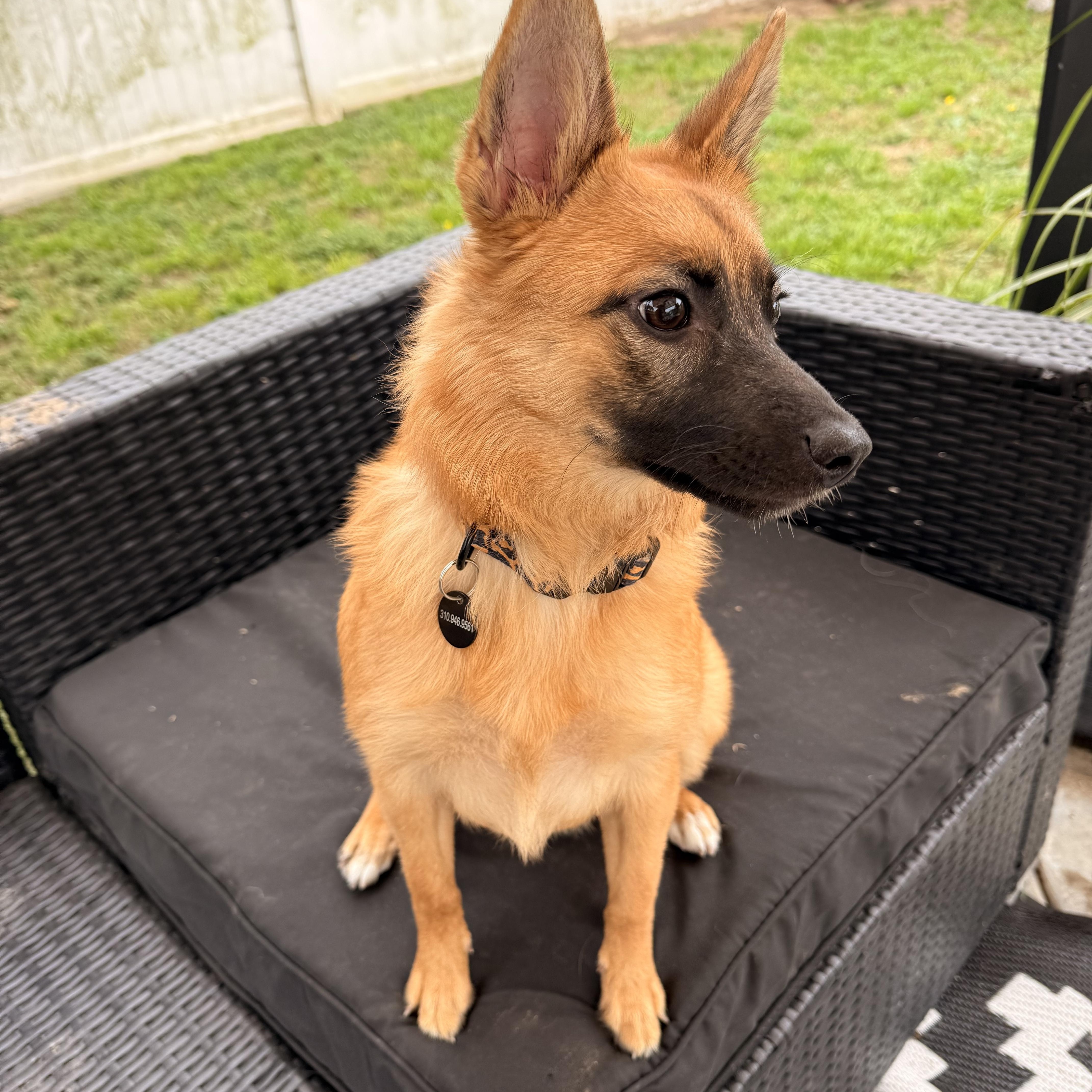 Enlarge Chili , a Adoptable mixed breed in Torrance, CA image 5/6