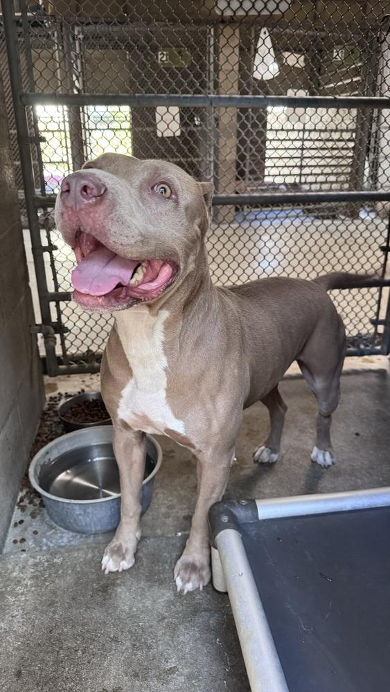 Enlarge Lola, a Adoptable Pit Bull Terrier in Ontario, CA image 1/3