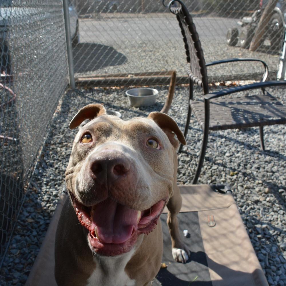 Enlarge Lola, a Adoptable Pit Bull Terrier in Ontario, CA image 2/3