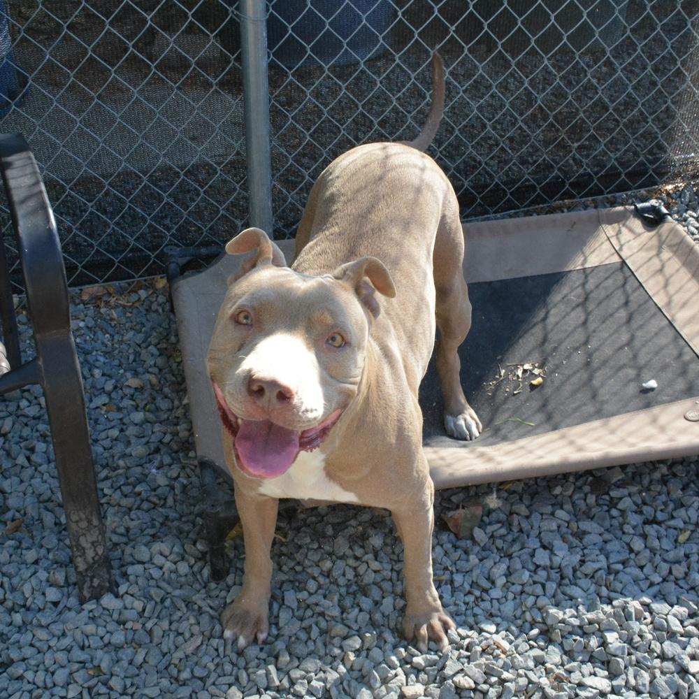 Enlarge Lola, a Adoptable Pit Bull Terrier in Ontario, CA image 3/3