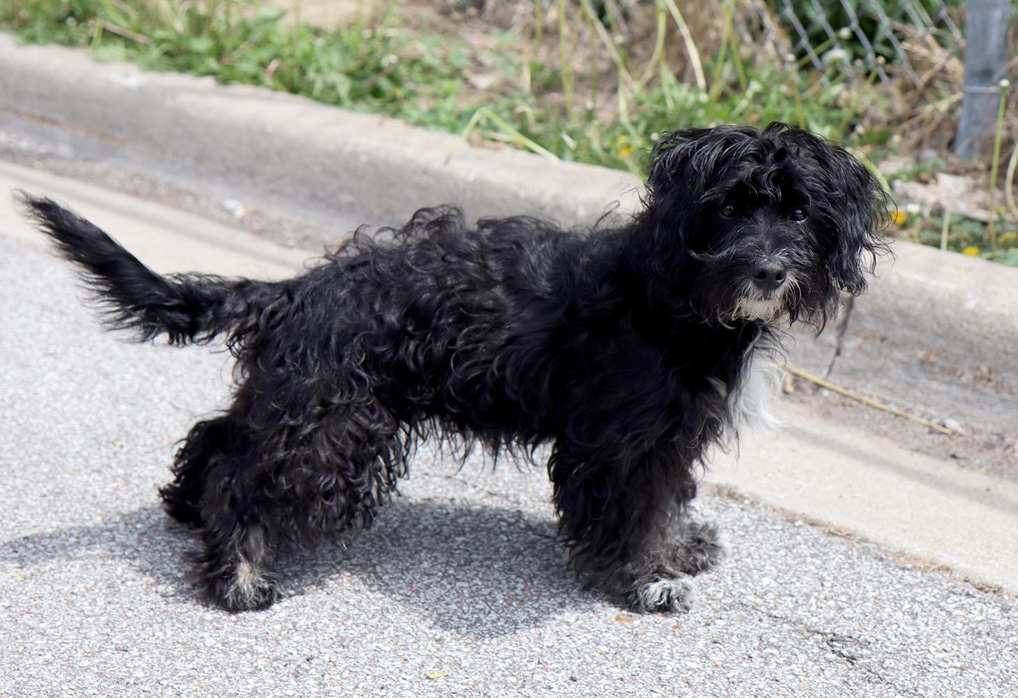 Enlarge Harlo (AO36241), an adopted mixed breed in Kansas City, KS image 2/2