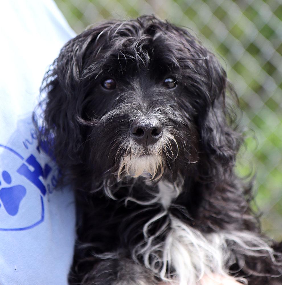 Harlo (AO36241), adopted, Puppy Female Maltese & Poodle.