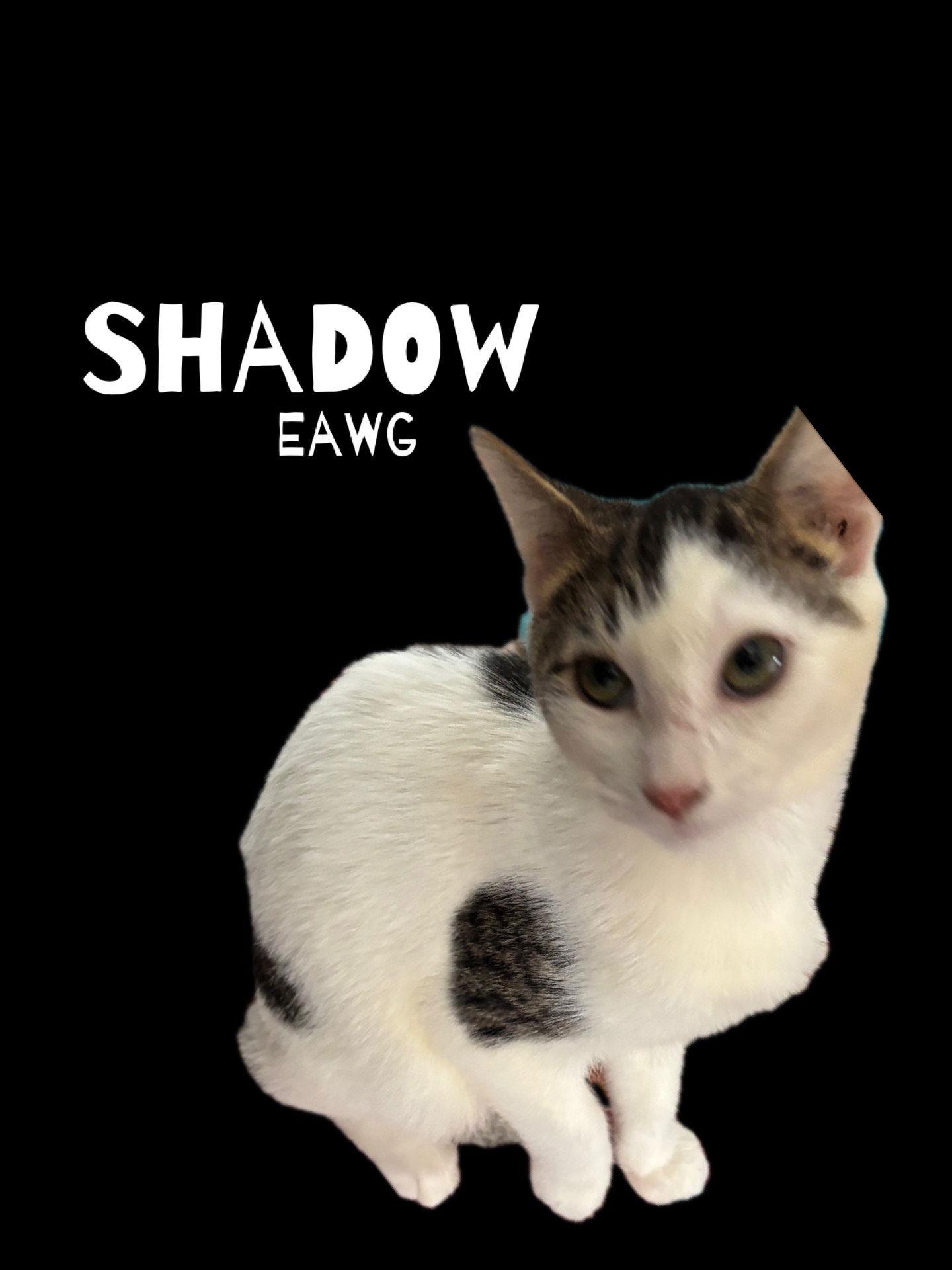 Enlarge Shadow, a Adoptable Domestic Short Hair in Pensacola, FL image 1/1