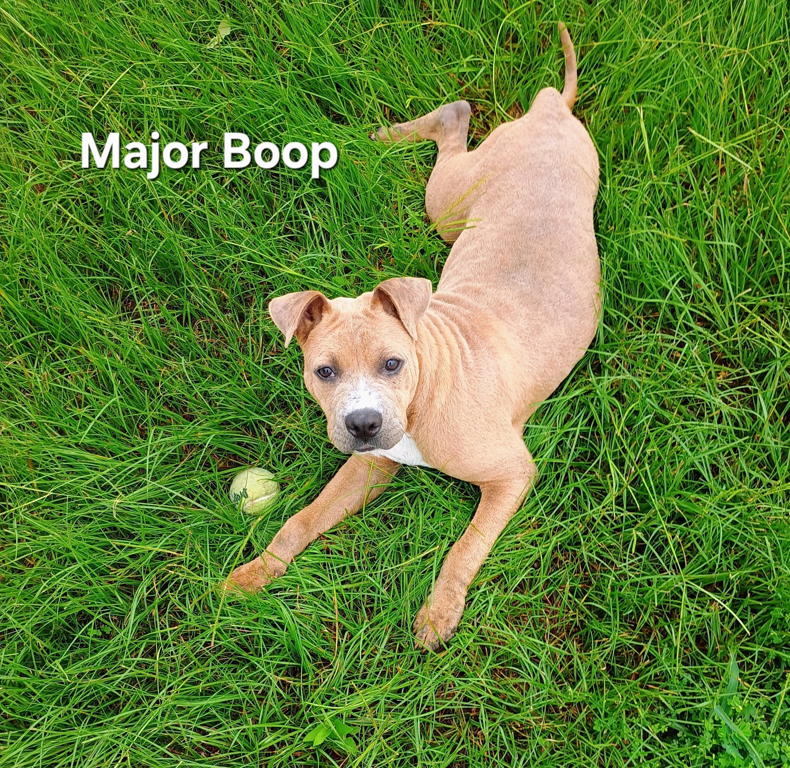 Major, a Adoptable mixed breed in East Syracuse, NY image 2/4