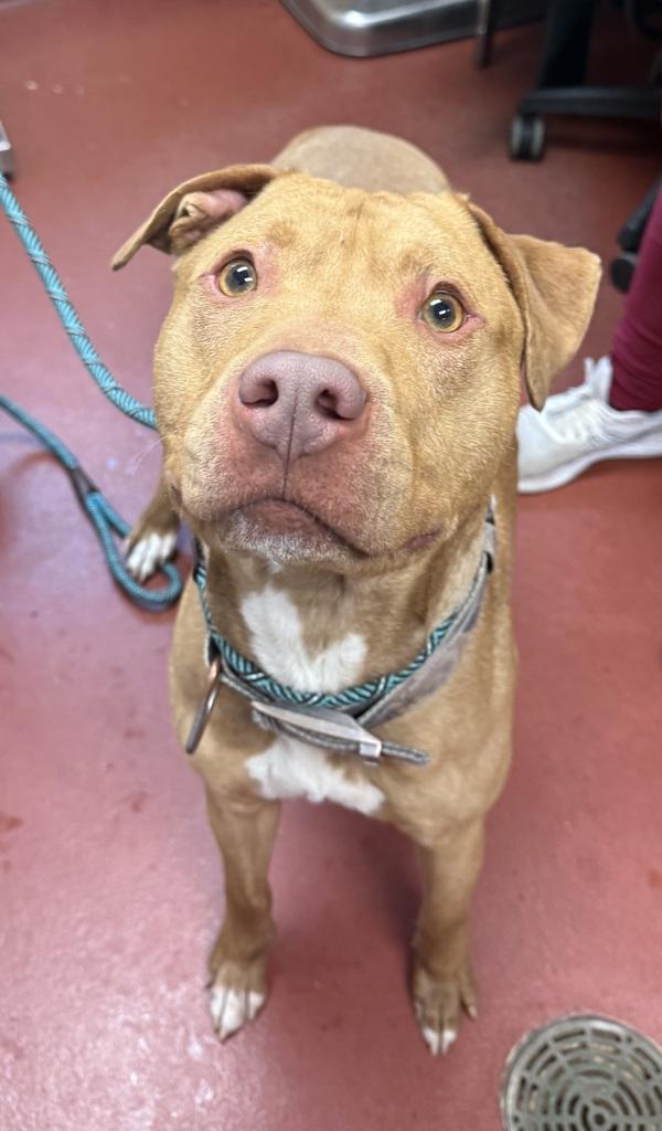 Enlarge Prince, a Adoptable mixed breed in Salisbury, MD image 1/1
