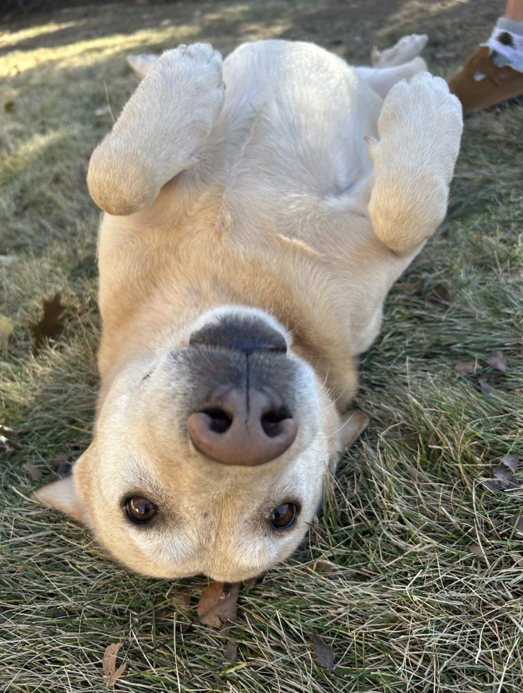 Thurier / Winn Dixie, Adoptable, Adult Female Labrador Retriever.
