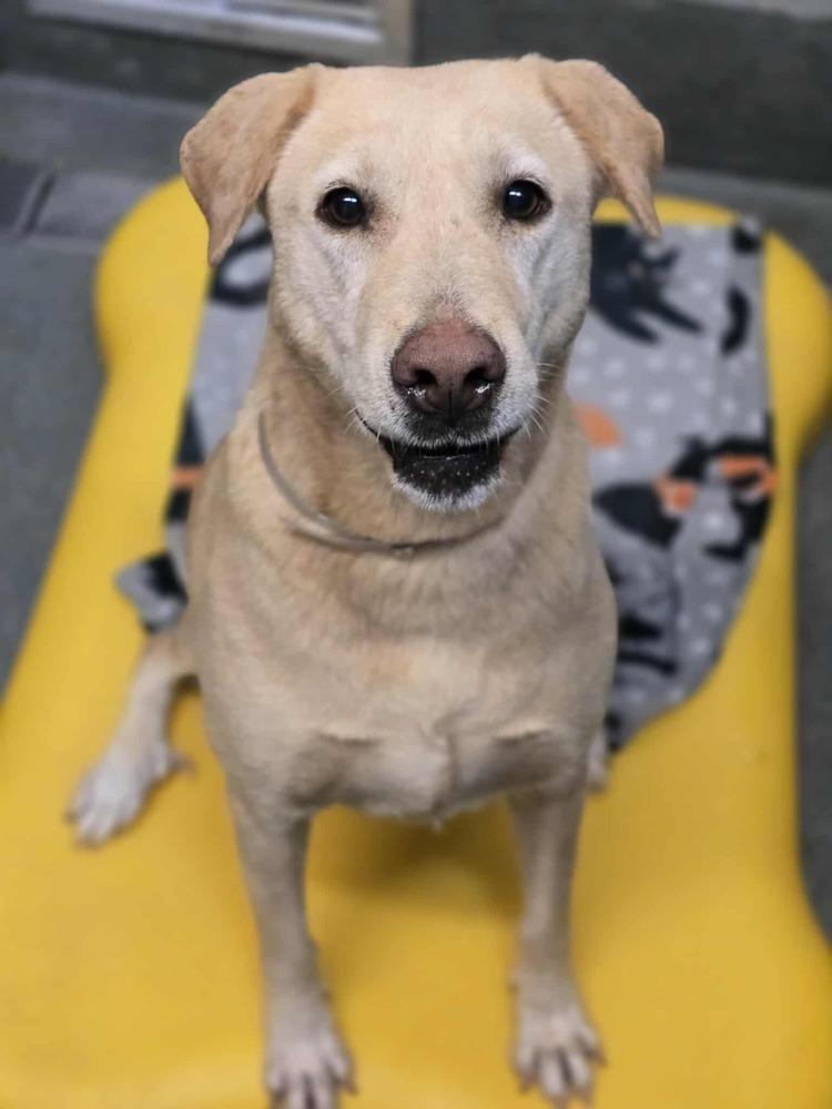 Enlarge Thurier / Winn Dixie, a Adoptable mixed breed in Broomfield, CO image 1/1