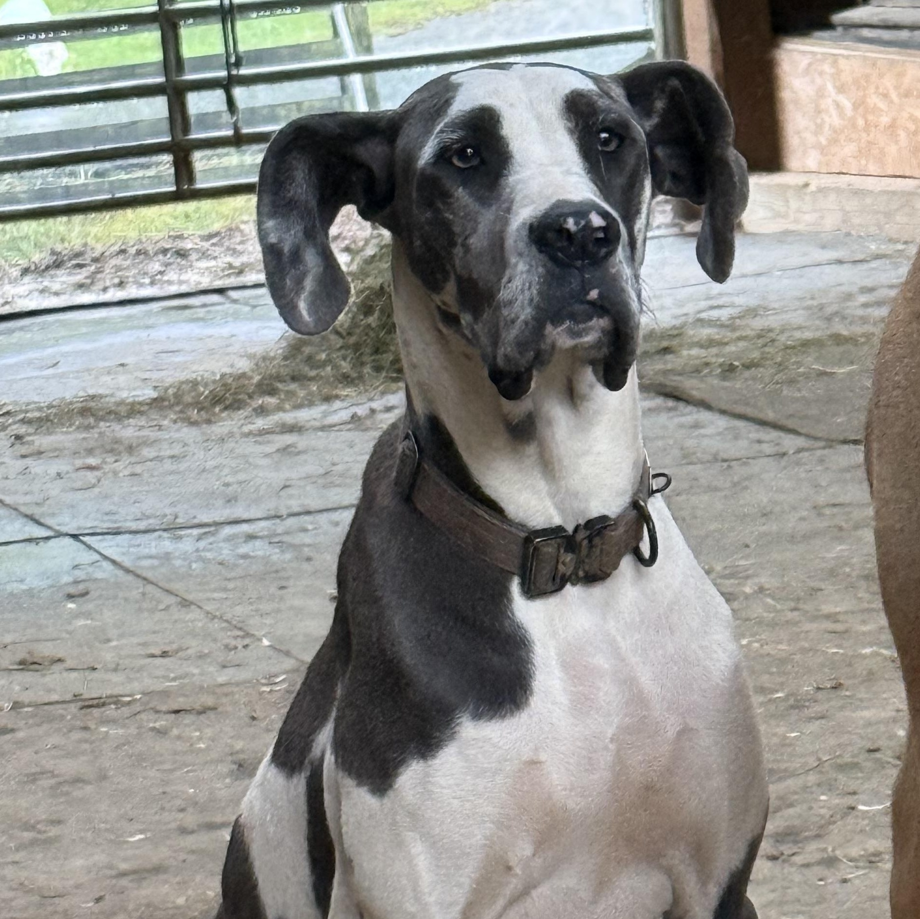 Panda, a Adopted Great Dane in Fries, VA image 1/3