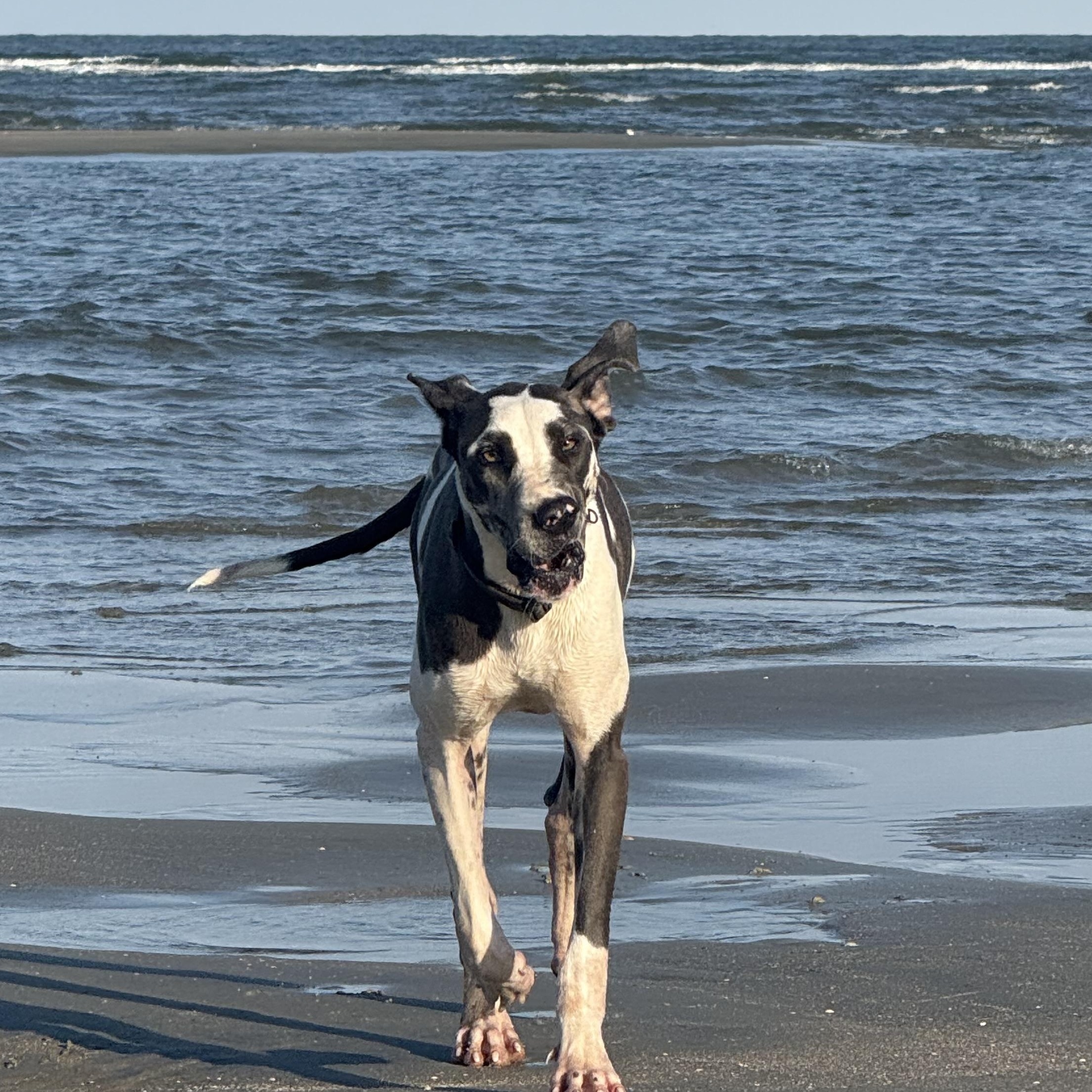 Panda, a Adopted Great Dane in Fries, VA image 2/3