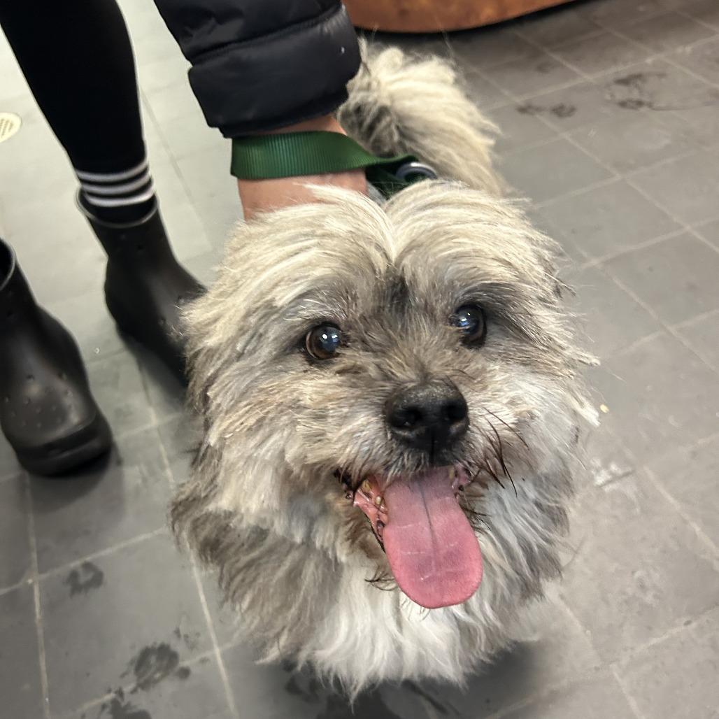 Enlarge Charlie, a Adoptable Lhasa Apso in Philadelphia, PA image 1/4