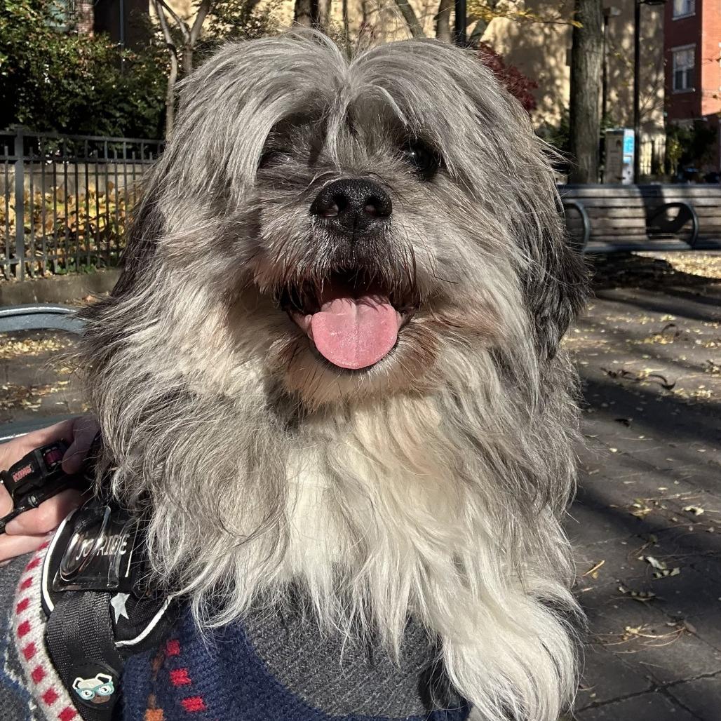 Enlarge Charlie, a Adoptable Lhasa Apso in Philadelphia, PA image 2/4