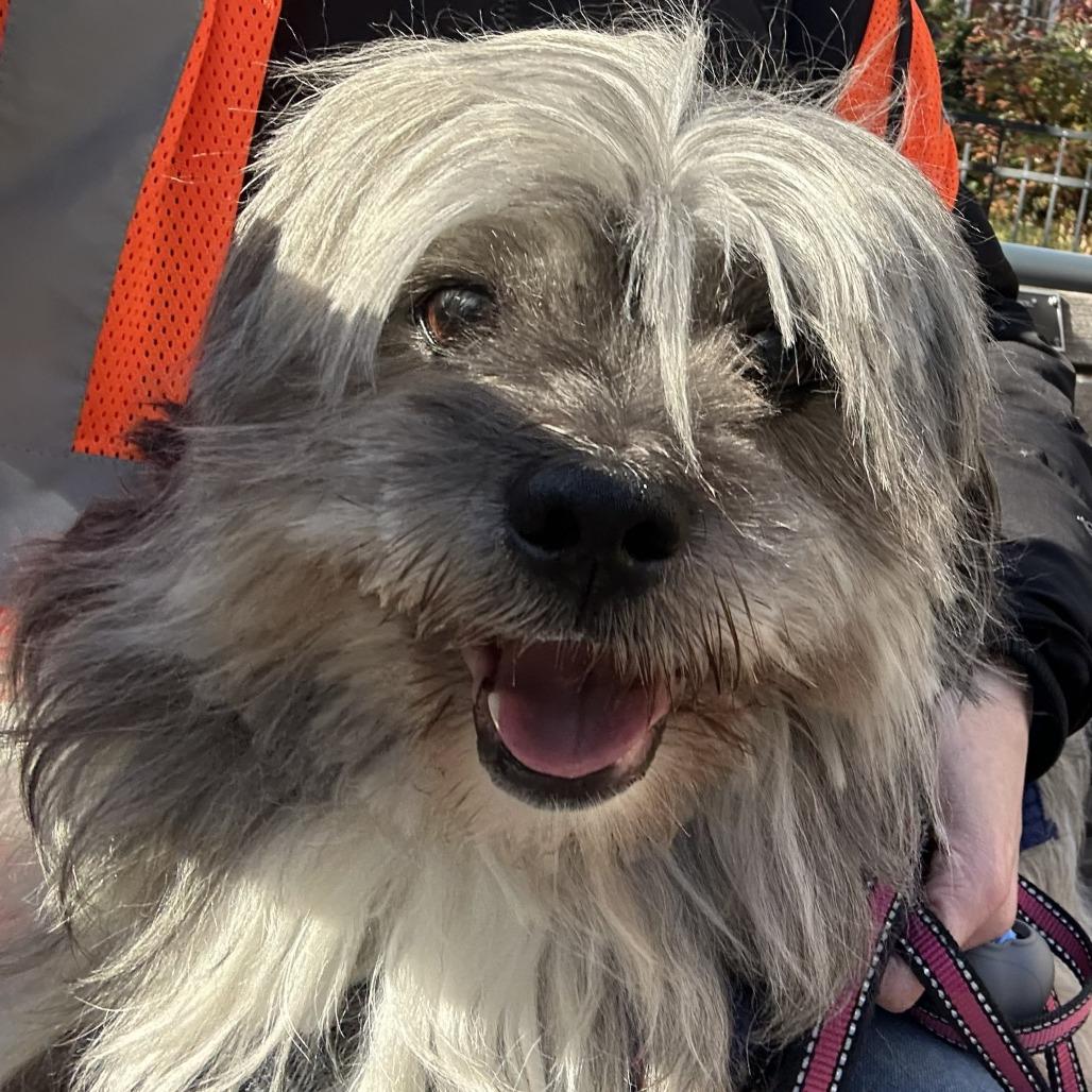 Enlarge Charlie, a Adoptable Lhasa Apso in Philadelphia, PA image 3/4