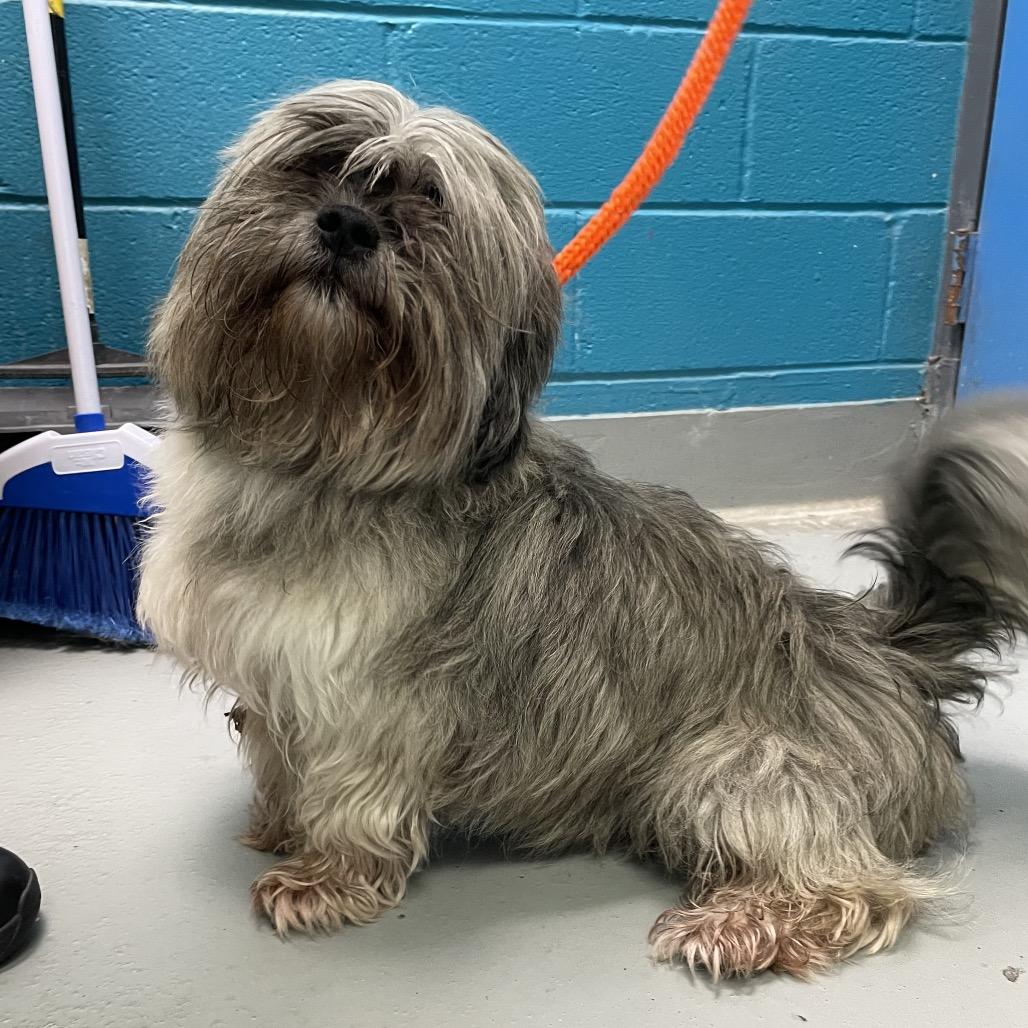 Enlarge Charlie, a Adoptable Lhasa Apso in Philadelphia, PA image 4/4