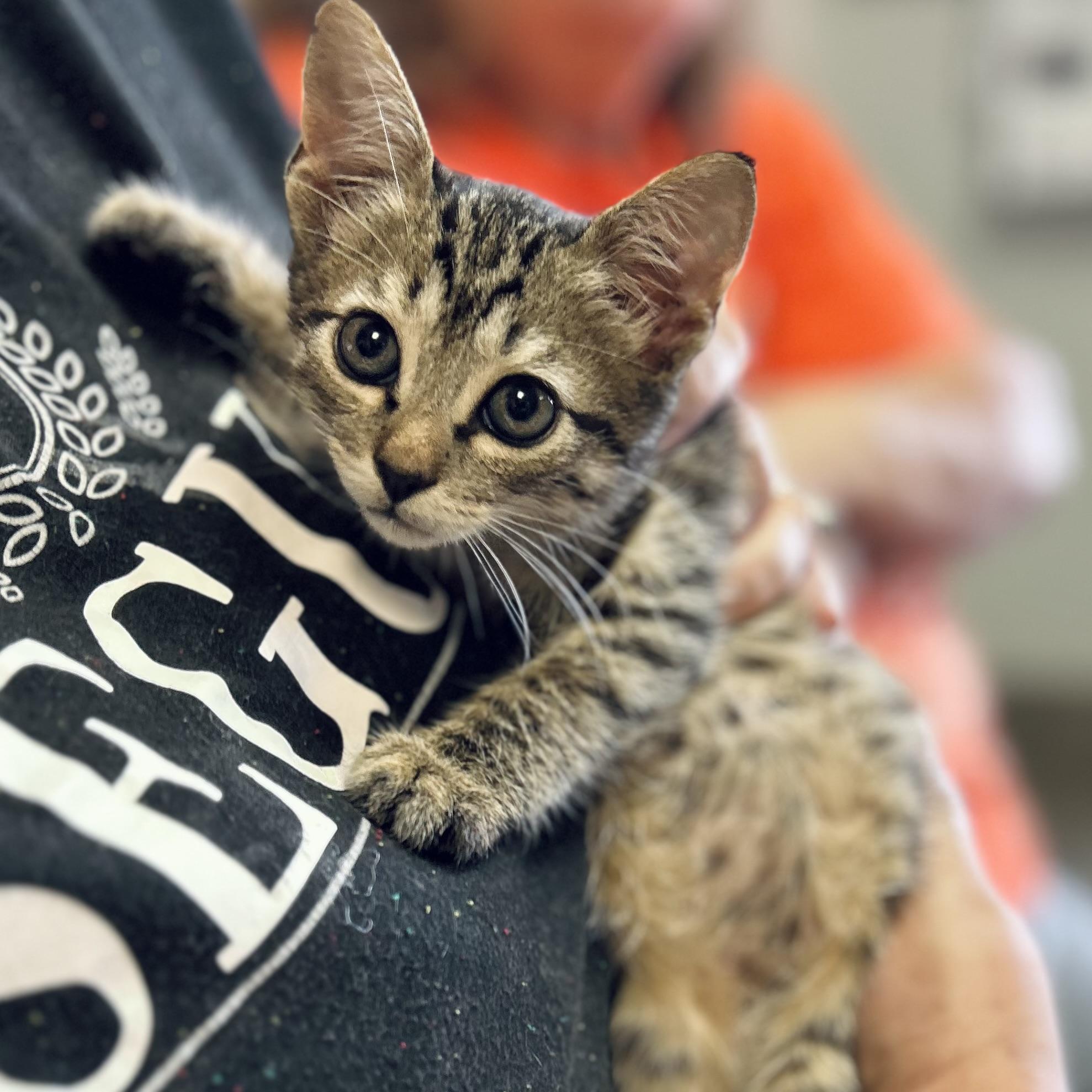 Cora, Adoptable, Kitten Female American Shorthair.