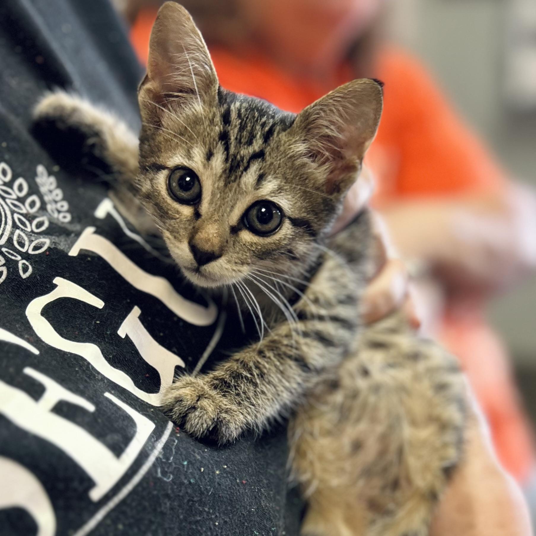 Enlarge Cora, a Adoptable American Shorthair in Seguin, TX image 3/3