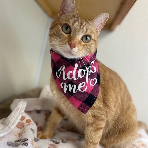 Enlarge Noodle, a Adoptable mixed breed in Centralia, IL image 1/6