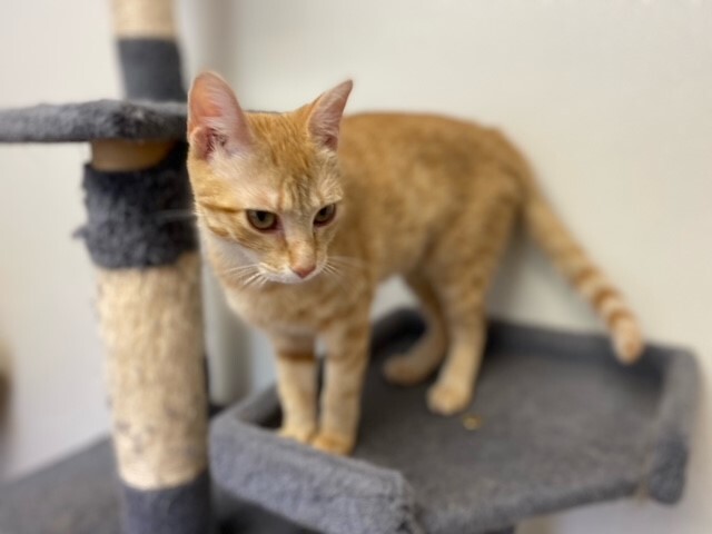 Enlarge Noodle, a Adoptable mixed breed in Centralia, IL image 2/6