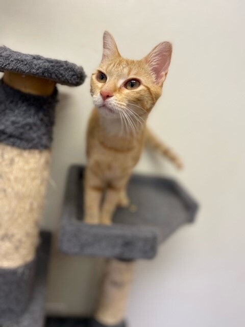 Enlarge Noodle, a Adoptable mixed breed in Centralia, IL image 3/6