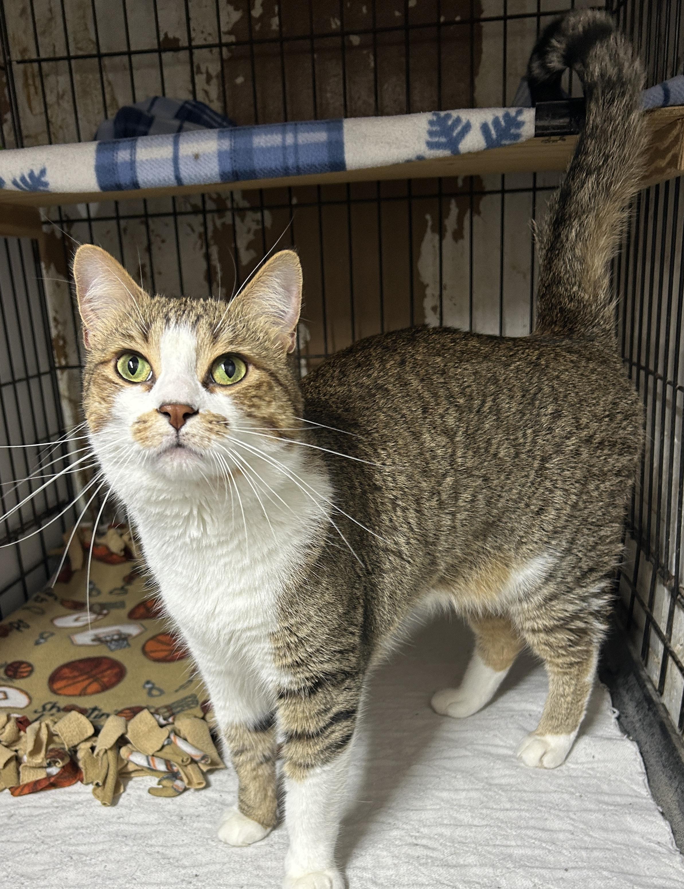 Enlarge Grant, a ADOPTABLE Domestic Short Hair in Avon, OH image 2/2