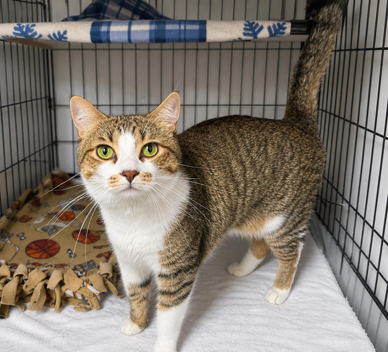 Grant, ADOPTABLE, Adult Male Domestic Short Hair.