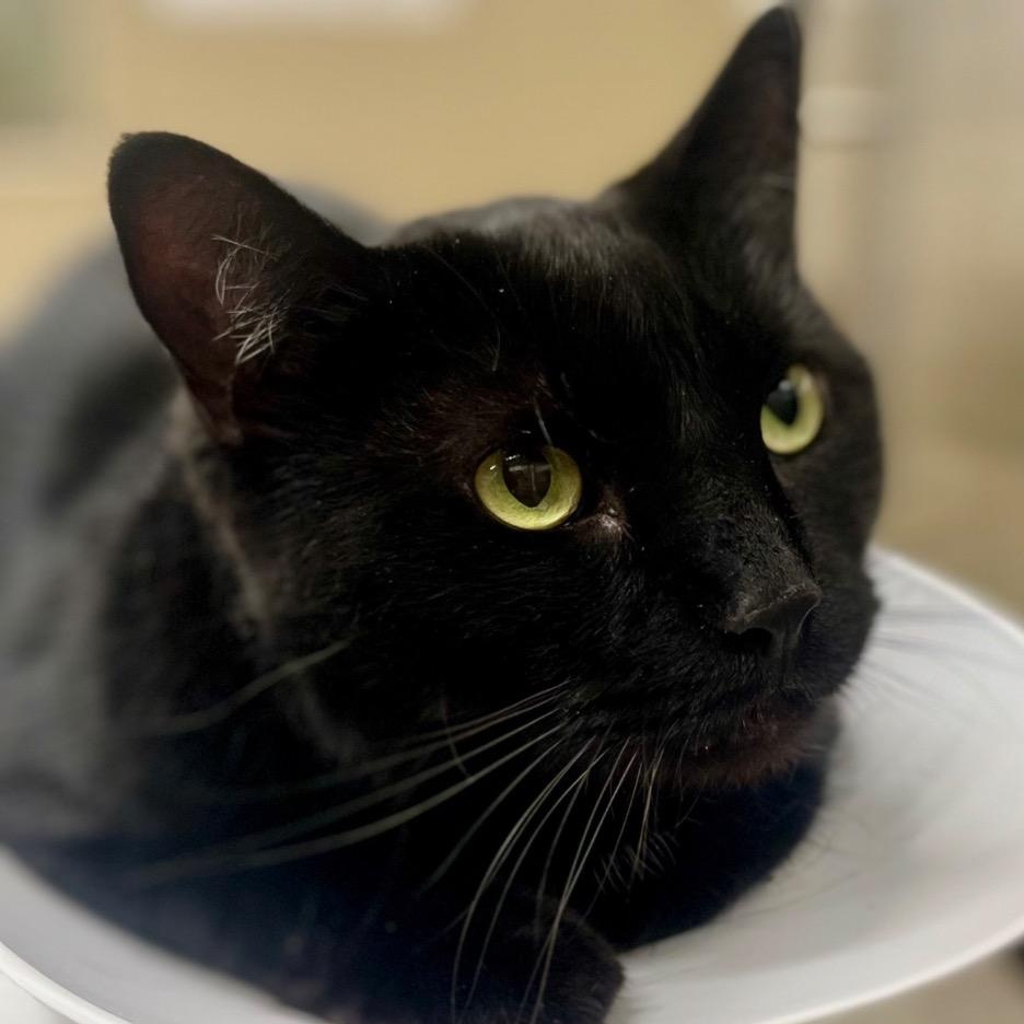 Enlarge Salem, a Adoptable Domestic Short Hair in Prince Frederick, MD image 2/3