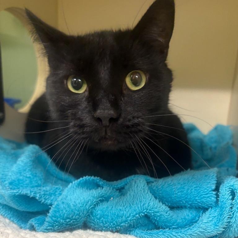 Enlarge Salem, a Adoptable Domestic Short Hair in Prince Frederick, MD image 1/3