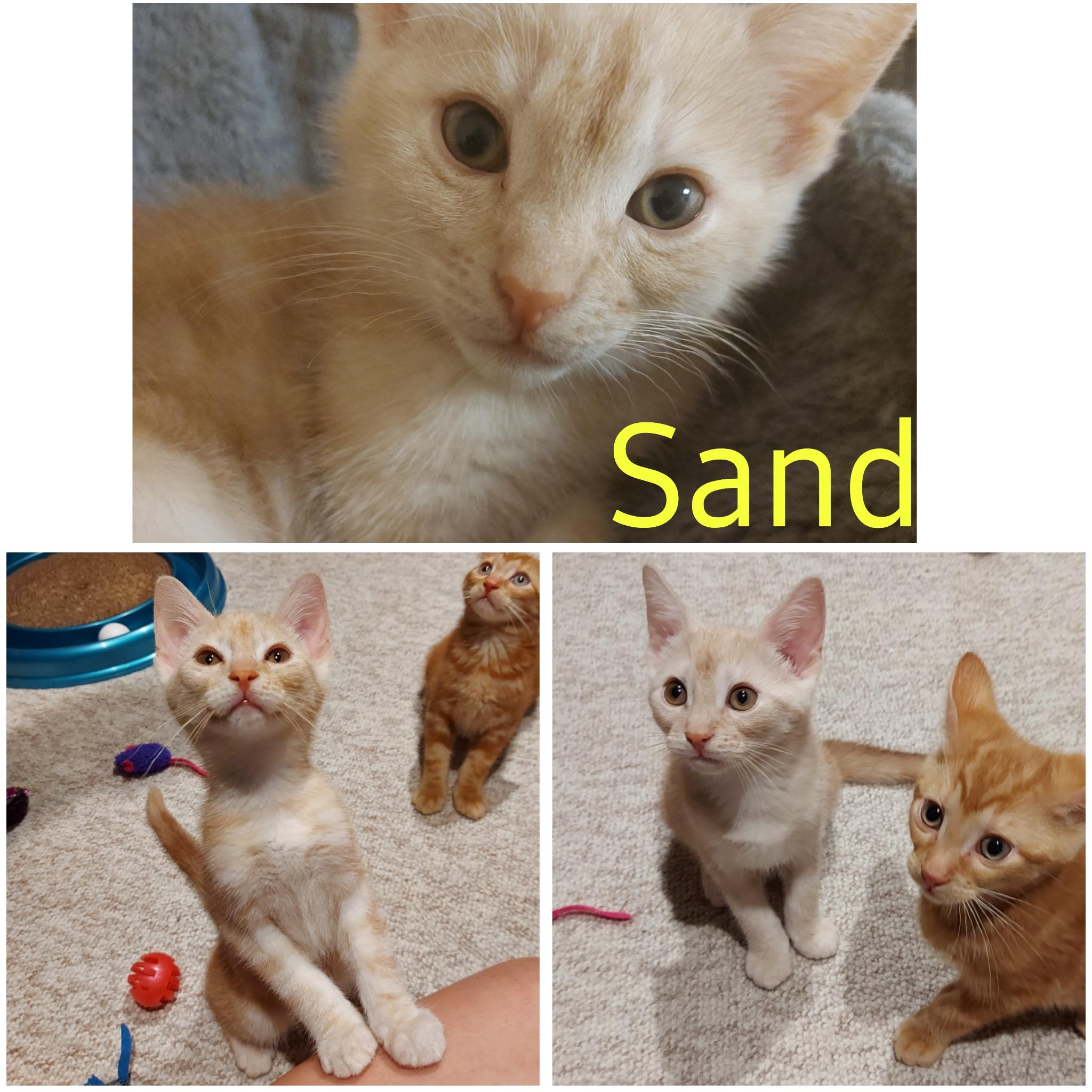 Enlarge Sand, a Adopted Domestic Short Hair in Guelph, ON image 1/1