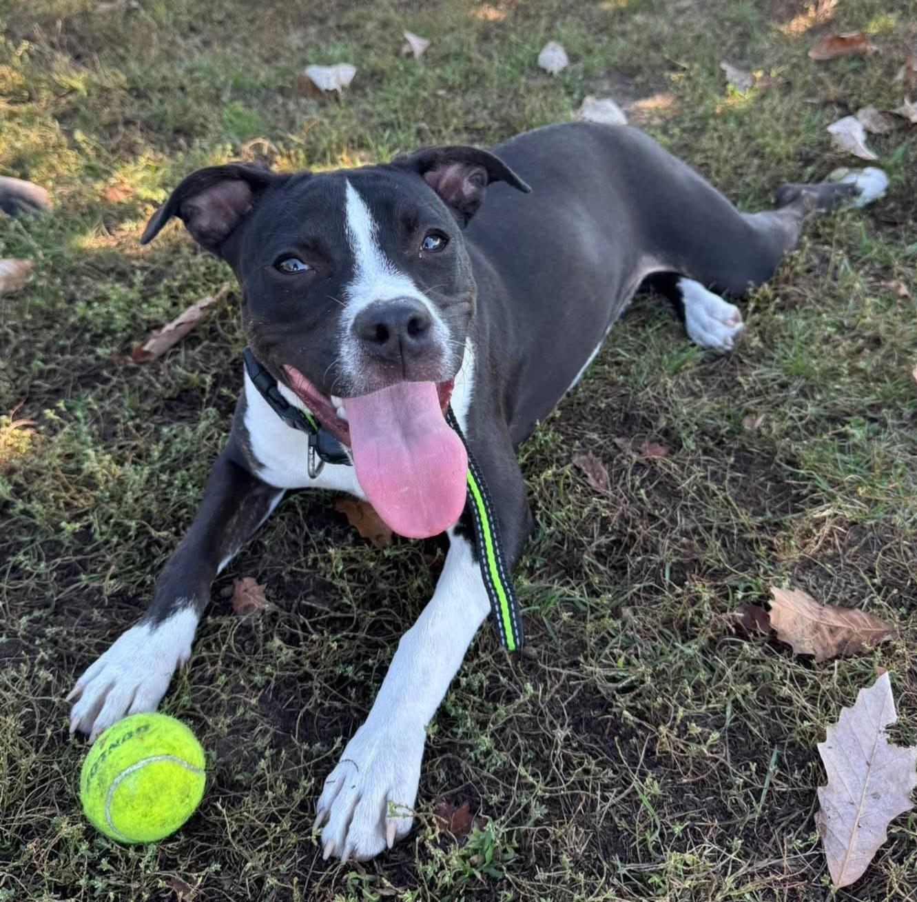 Enlarge Raven, a Adoptable Pit Bull Terrier in White Lake, MI image 1/2