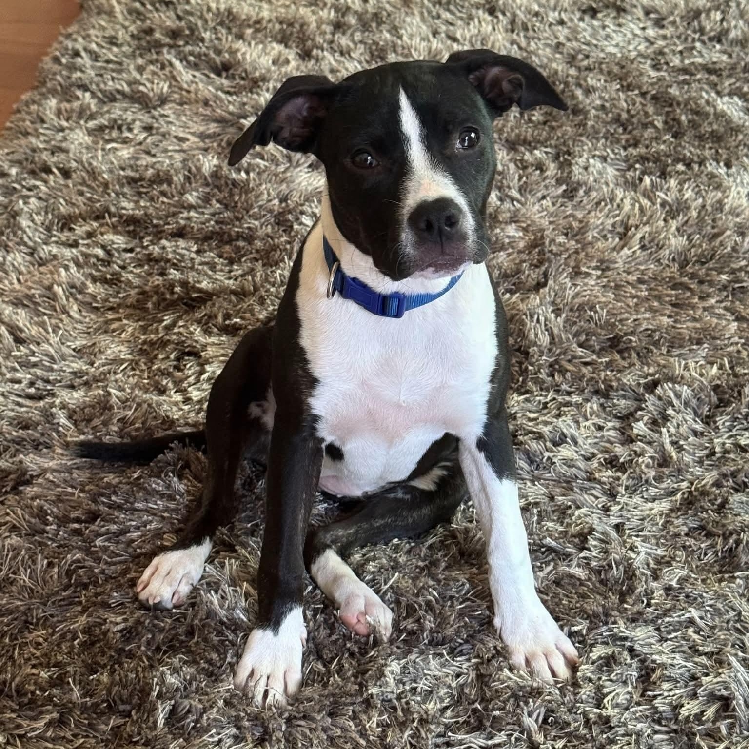 Enlarge Raven, a Adoptable Pit Bull Terrier in White Lake, MI image 2/2