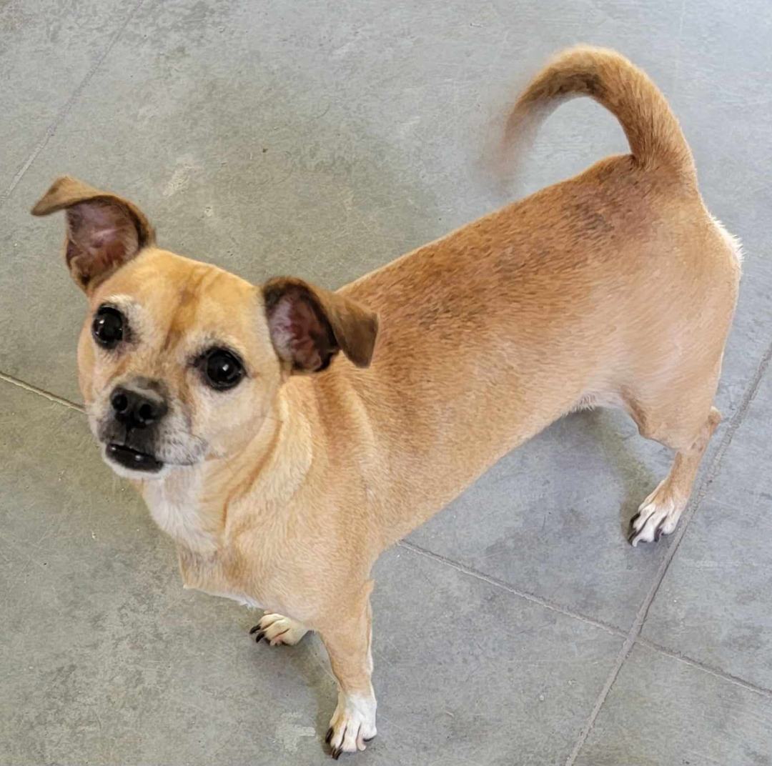 Buffy, a Adopted mixed breed in Beaumont, TX image 1/4