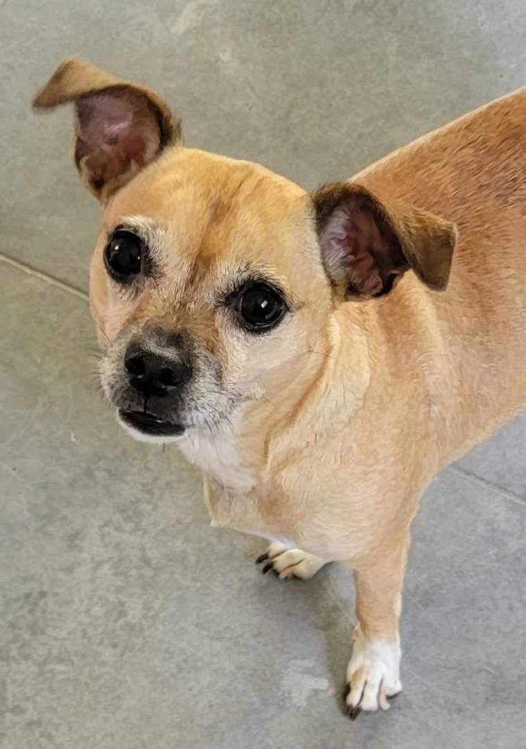 Buffy, a Adopted mixed breed in Beaumont, TX image 2/4